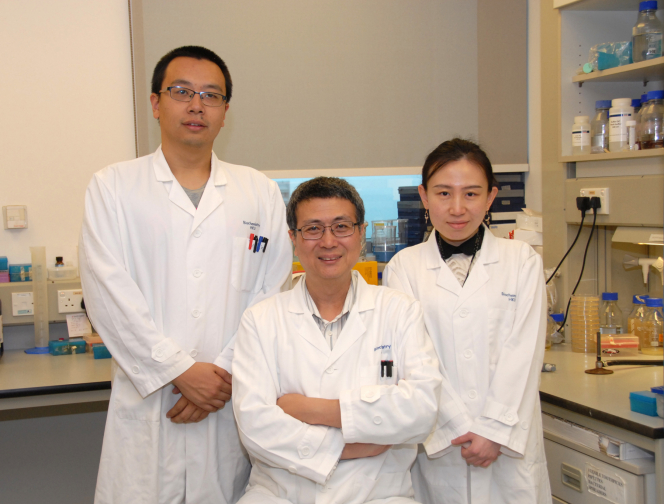(左起)香港大學李嘉誠醫學院生物醫學學院博士後研究員于斌博士、生物醫學學院教授黃建東教授及生物醫學學院研究助理石蕾博士成功將沙門氏菌改造成「YB1」厭氧細菌,以抑制腫瘤生長。
